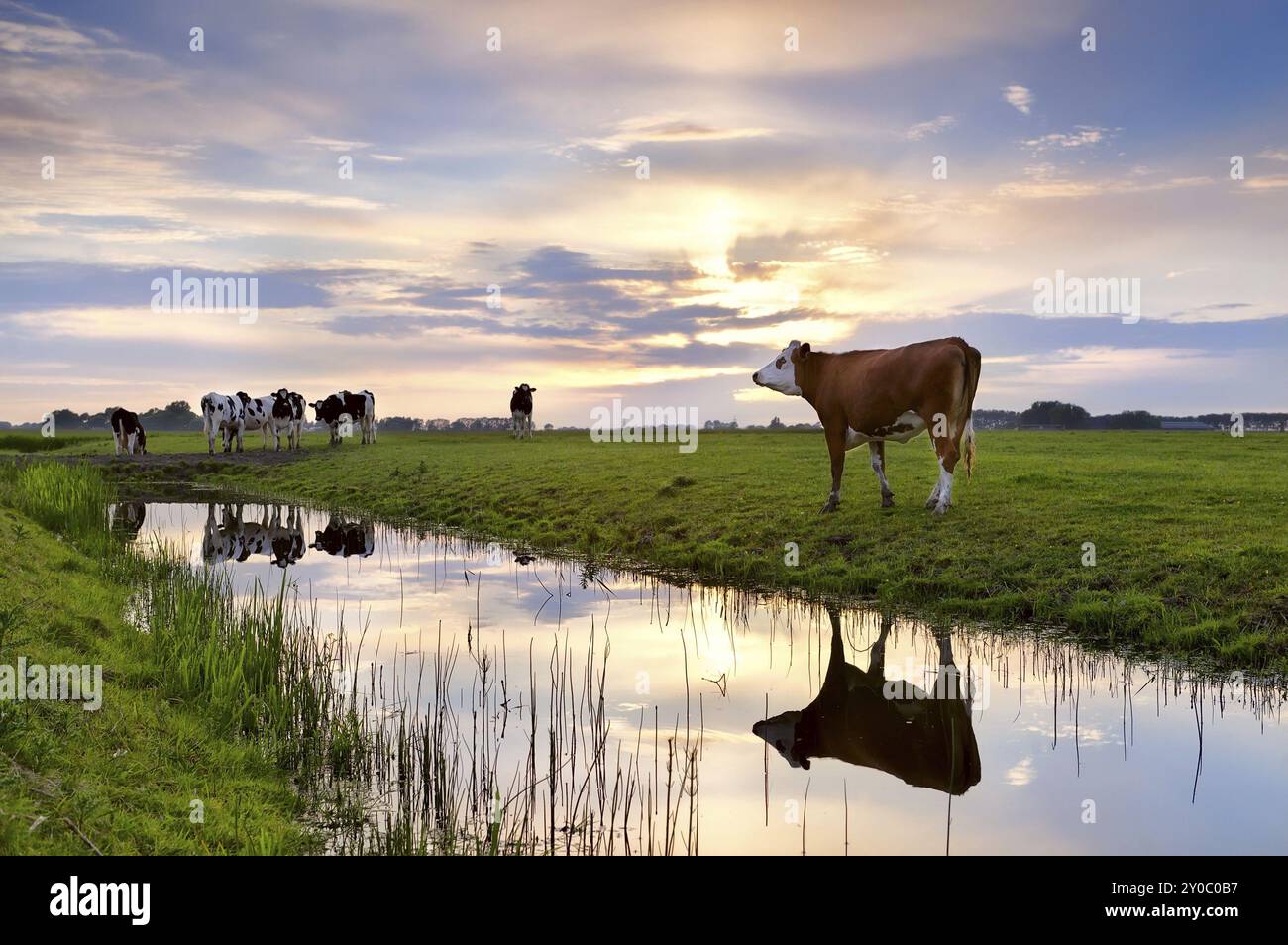 Rinder auf Weide und Fluss bei Sonnenuntergang im Sommer, Groningen Stockfoto