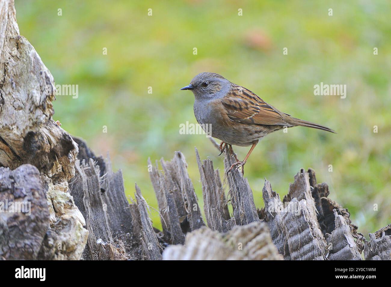 Dunnock (Prunella modularis), Sachsen, Oberlausitz Deutschland, Dunnock in Sachsen Stockfoto