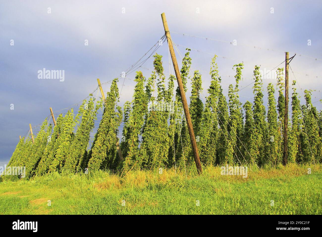 Hop Field, Hop Field 07 Stockfoto