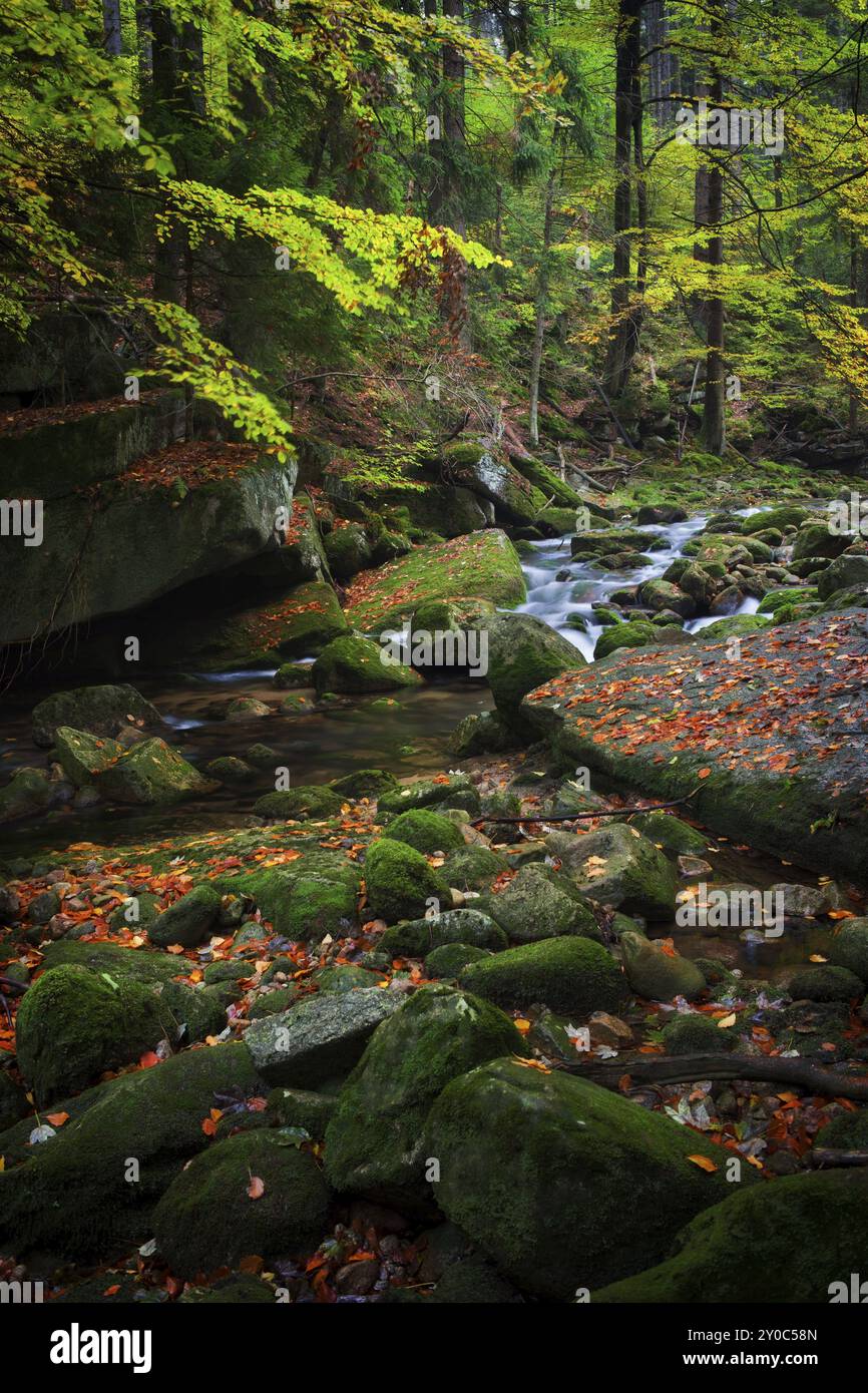 Bach im herbstlichen Wald des Nationalparks Riesengebirge (Karkonoski Park Narodowy), Sudeten, Polen, Europa Stockfoto