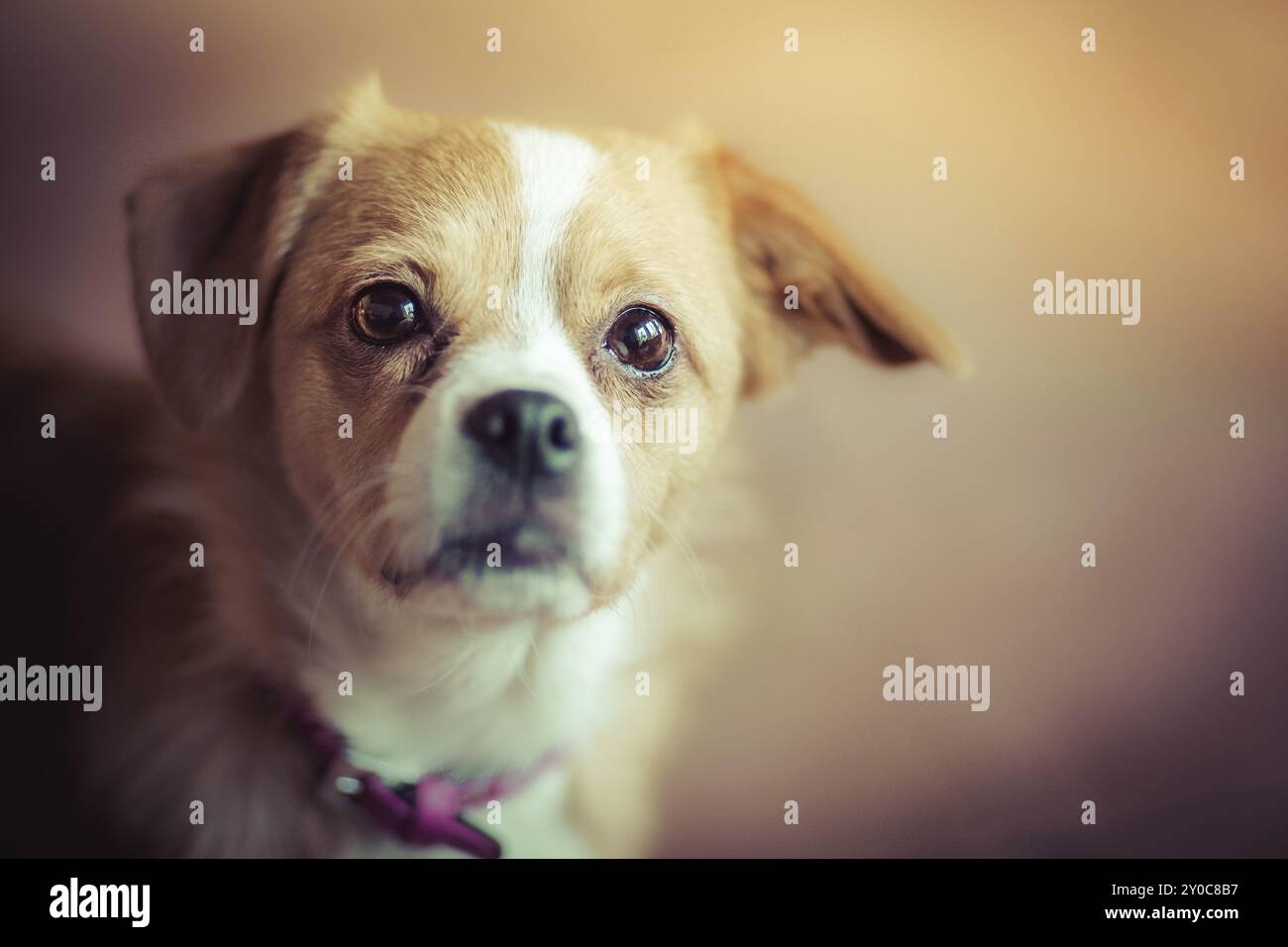 Kleiner Mischhund schaut sehr vorsichtig in die Kamera Stockfoto