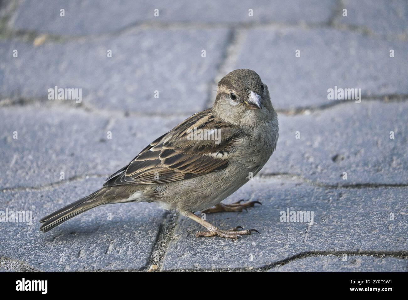 Sparrow in berlin, hier ist er noch in großer Zahl zu finden. Die Bevölkerung nimmt weltweit ab. Meistens in größeren Gruppen zu finden Stockfoto