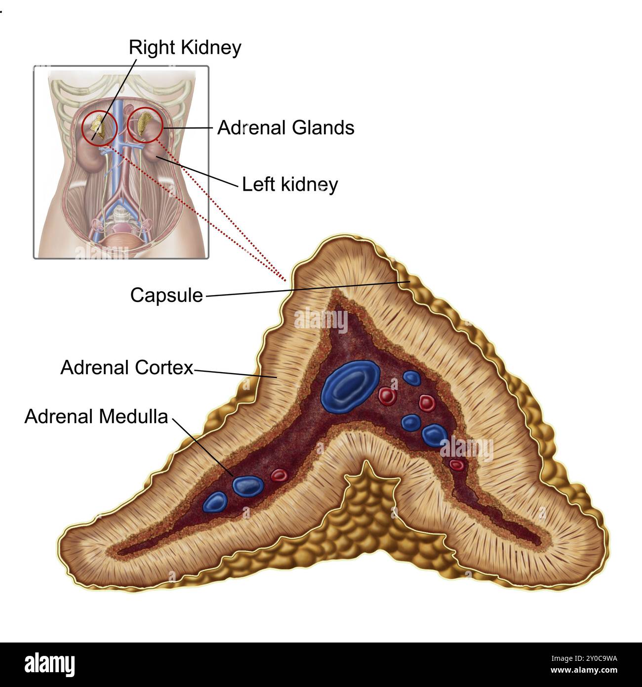 Anatomie der Nebenniere, Querschnitt Stockfoto