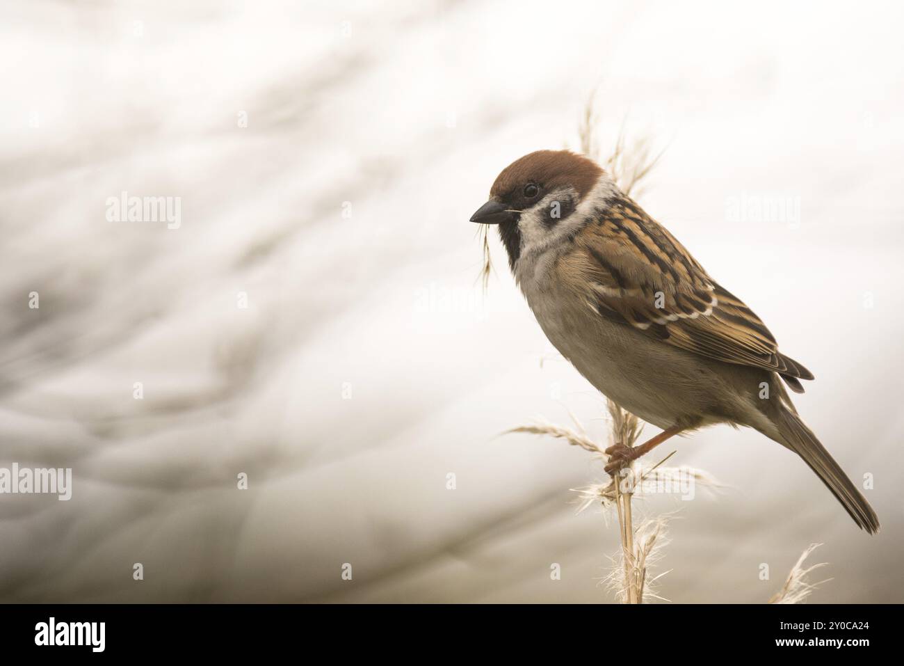 Ein Baumsperling sitzt auf einem Pampas-Grasstängel und sammelt Nistmaterial Stockfoto