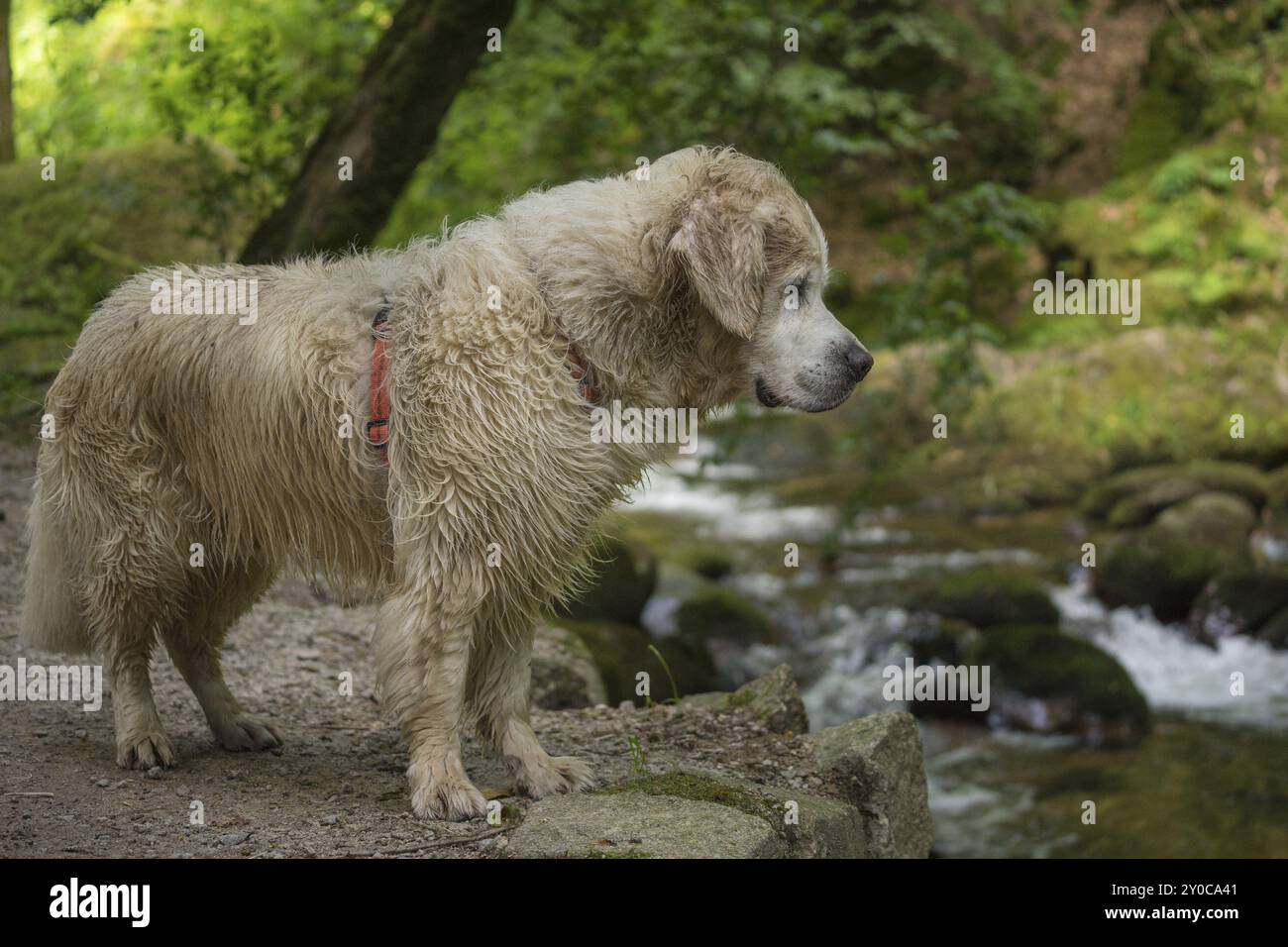 Golden Retriever auf einem Angelausflug Stockfoto