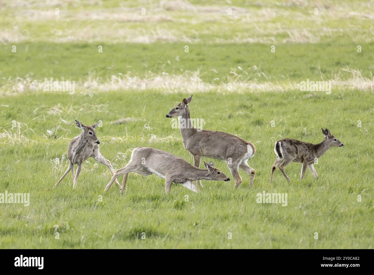 Ein Weißschwanzhirsch jagt einen anderen Hirsch um die Herde in Newman Lake, Washington Stockfoto