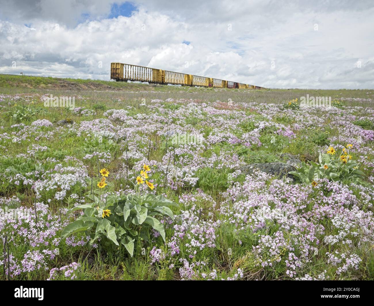 Ein Landschaftsfoto eines Wildblumenfeldes mit Pfeilblättern Balsamwurzel und lila Periwinkles mit verlassenen Zugwagen im Hintergrund Stockfoto