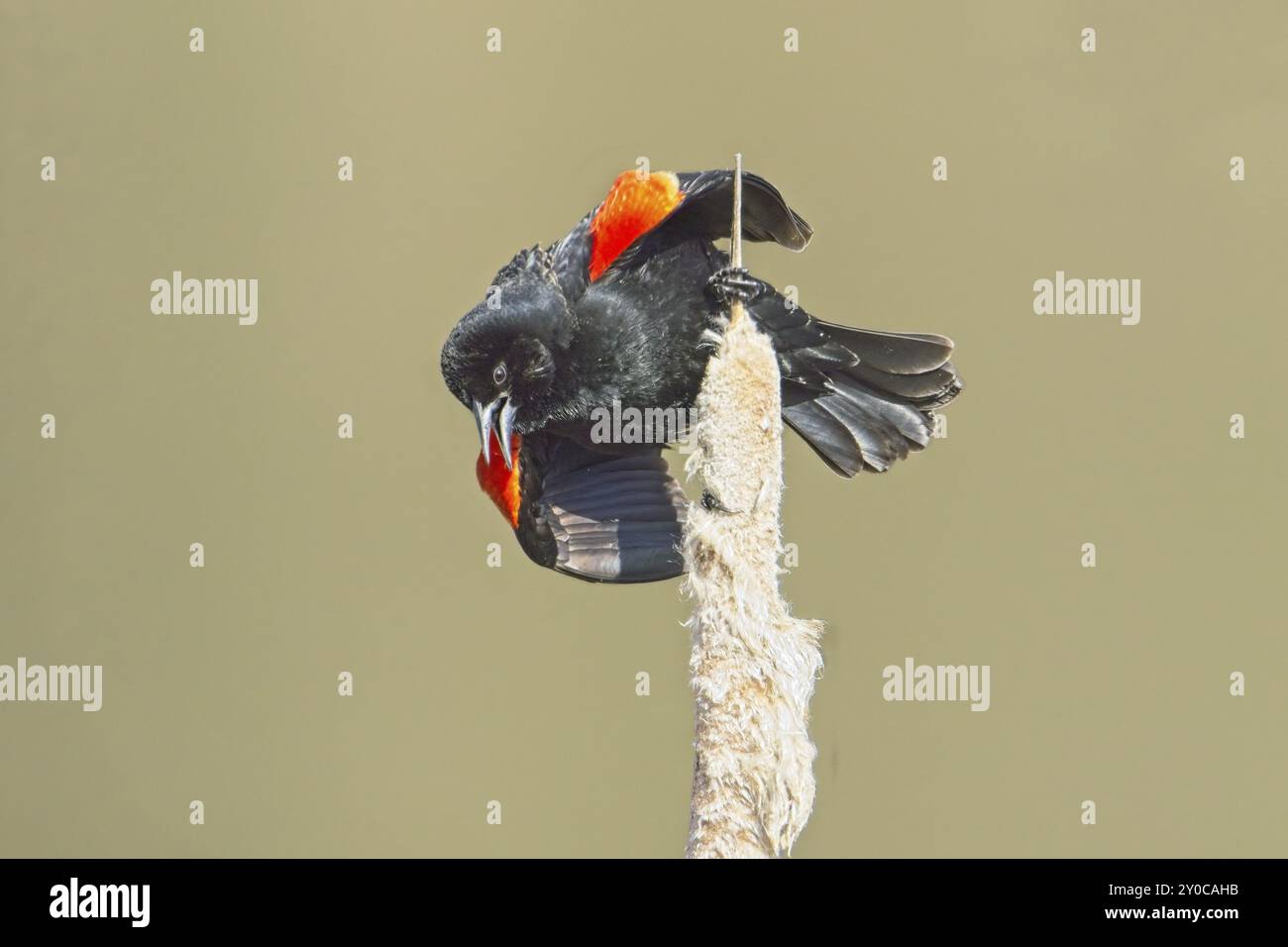 Eine singende männliche rotgeflügelte Amsel, die auf einer Katzenschwanz-Pflanze in der Nähe von Cheney, Washington, thront Stockfoto