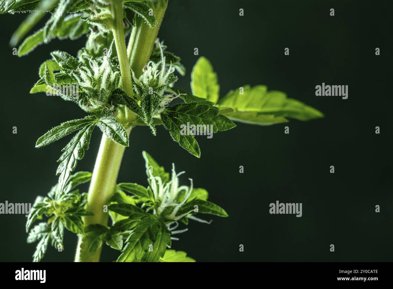 Cannabispflanze mit grünen Blättern und weißen Blüten, mit Trichomen, mit einem Platz für Text, Makroaufnahme Stockfoto