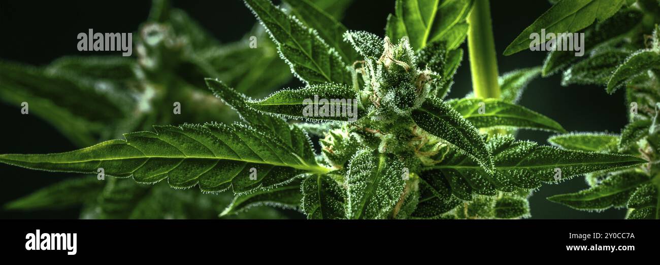 Cannabispflanzen-Panorama. Marihuana mit grünen Blättern und weißen Blüten, mit Trichomen, bereit für die Ernte, Makroaufnahme, Panorama-Banner Stockfoto