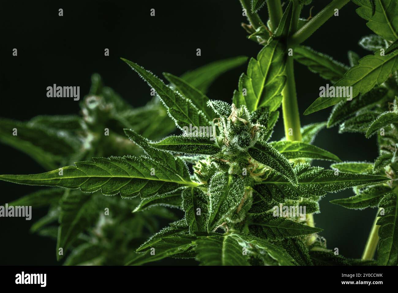 Cannabispflanze mit grünen Blättern und weißen Blüten, mit Trichomen, bereit für die Ernte, Nahaufnahme auf schwarzem Hintergrund Stockfoto