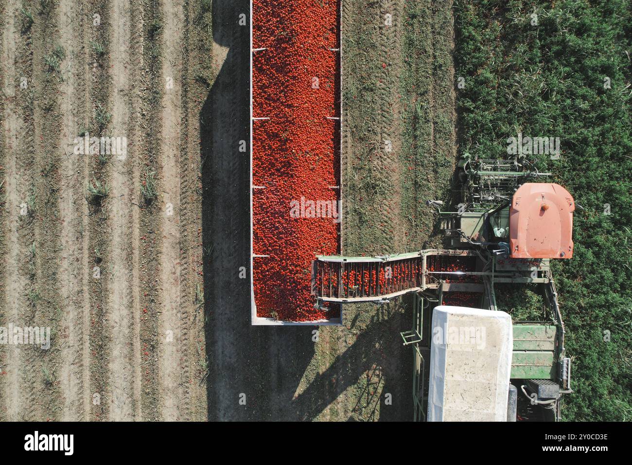 Nahaufnahme eines Anhängers mit roten Tomaten, der von einer Zugmaschine auf einem landwirtschaftlichen Feld beladen wird Stockfoto