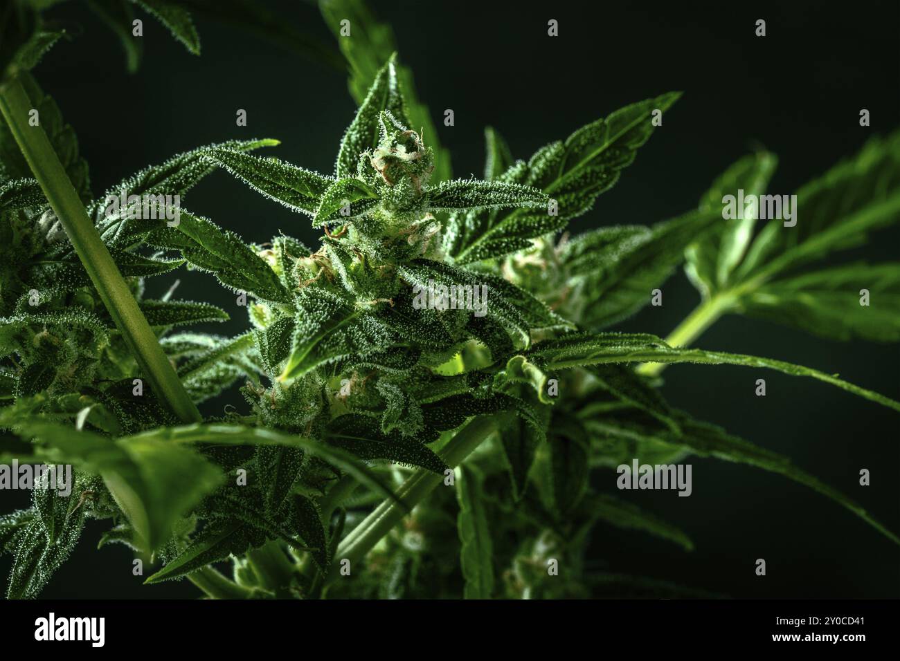 Cannabispflanze mit grünen Blättern und weißen Blüten, mit Trichomen und gelben Stigmen, fast bereit für die Ernte, eine Makroaufnahme auf dunklem Hintergrund Stockfoto
