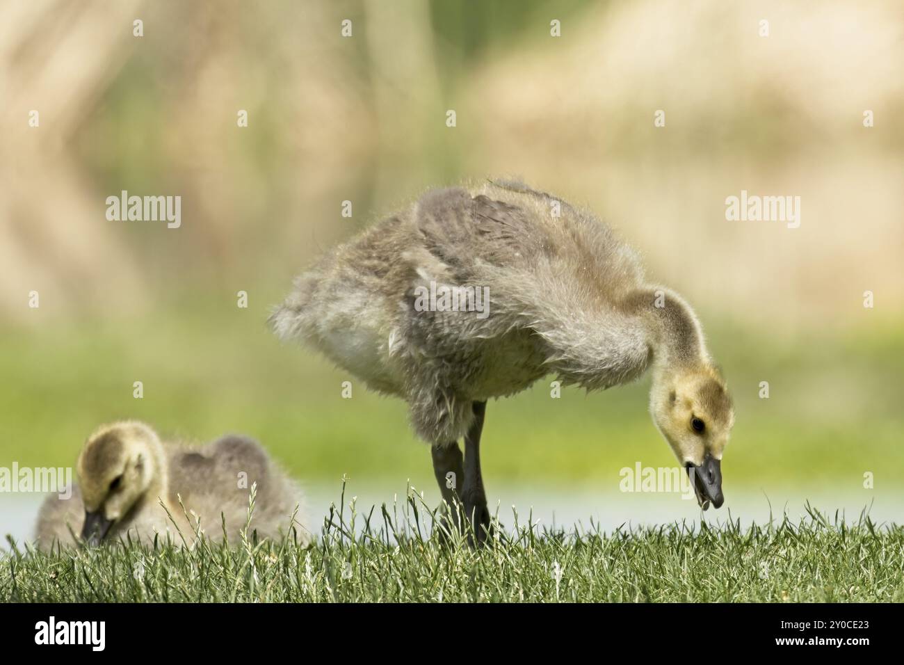 Zwei größere süße Gänsehaut essen Gras in einem Park auf Ritter Island bei Hagerman. Idaho Stockfoto