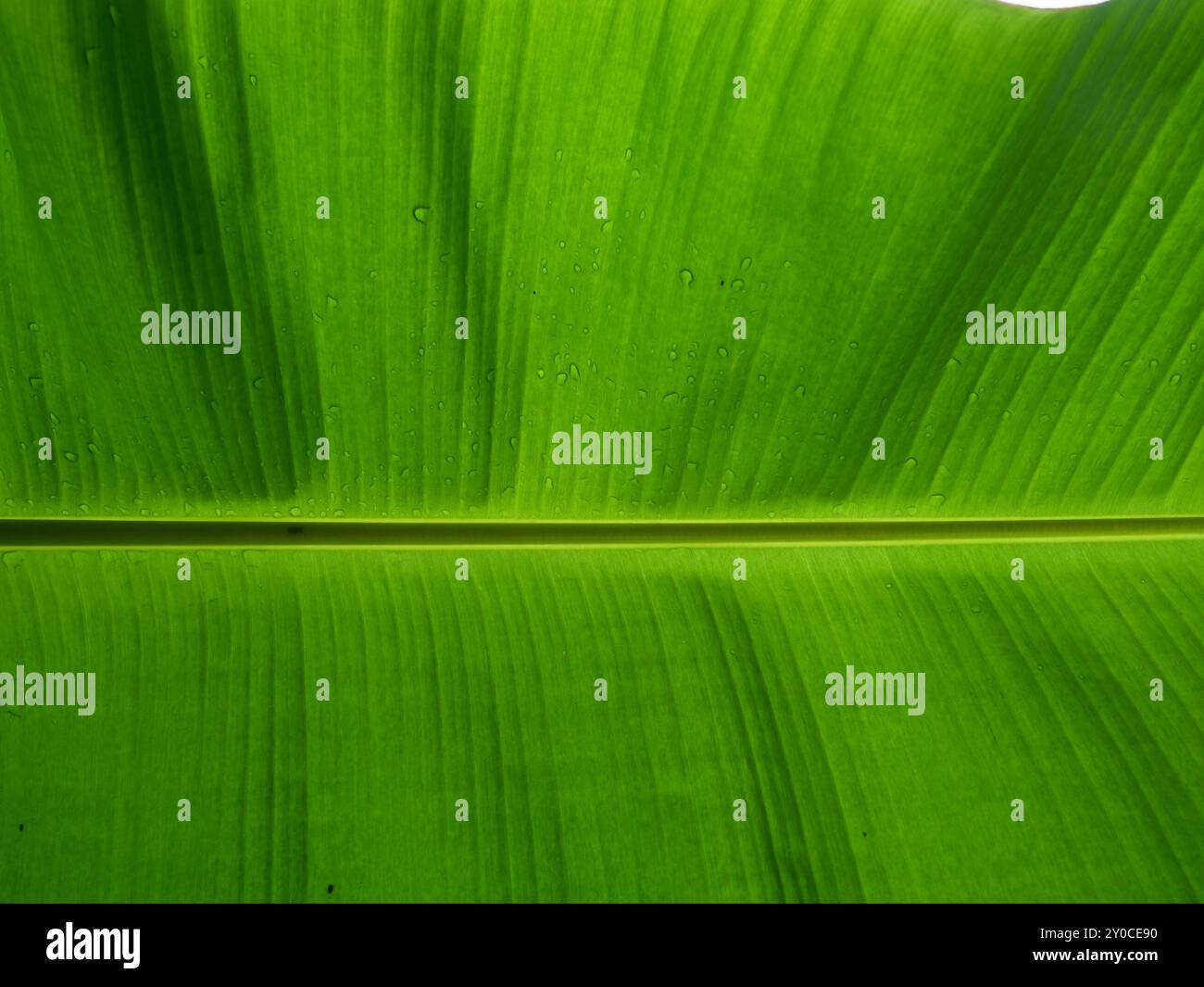 Bananenbaumblatt mit wassertropfen -Fotos und -Bildmaterial in hoher  Auflsung  Alamy