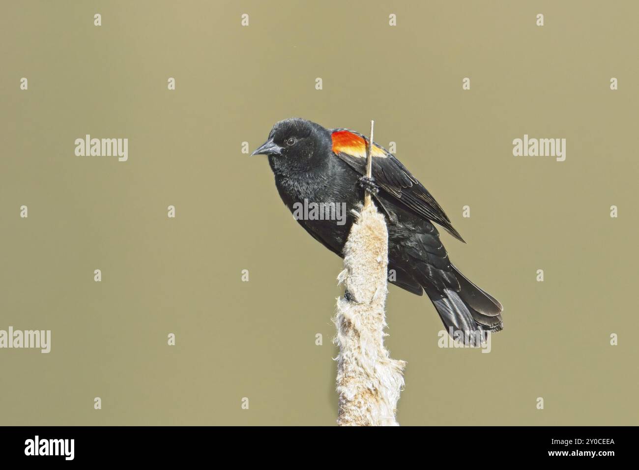 Eine männliche rotgeflügelte Amsel steht auf einer Katzenschwanz-Pflanze in der Nähe von Cheney, Washington Stockfoto