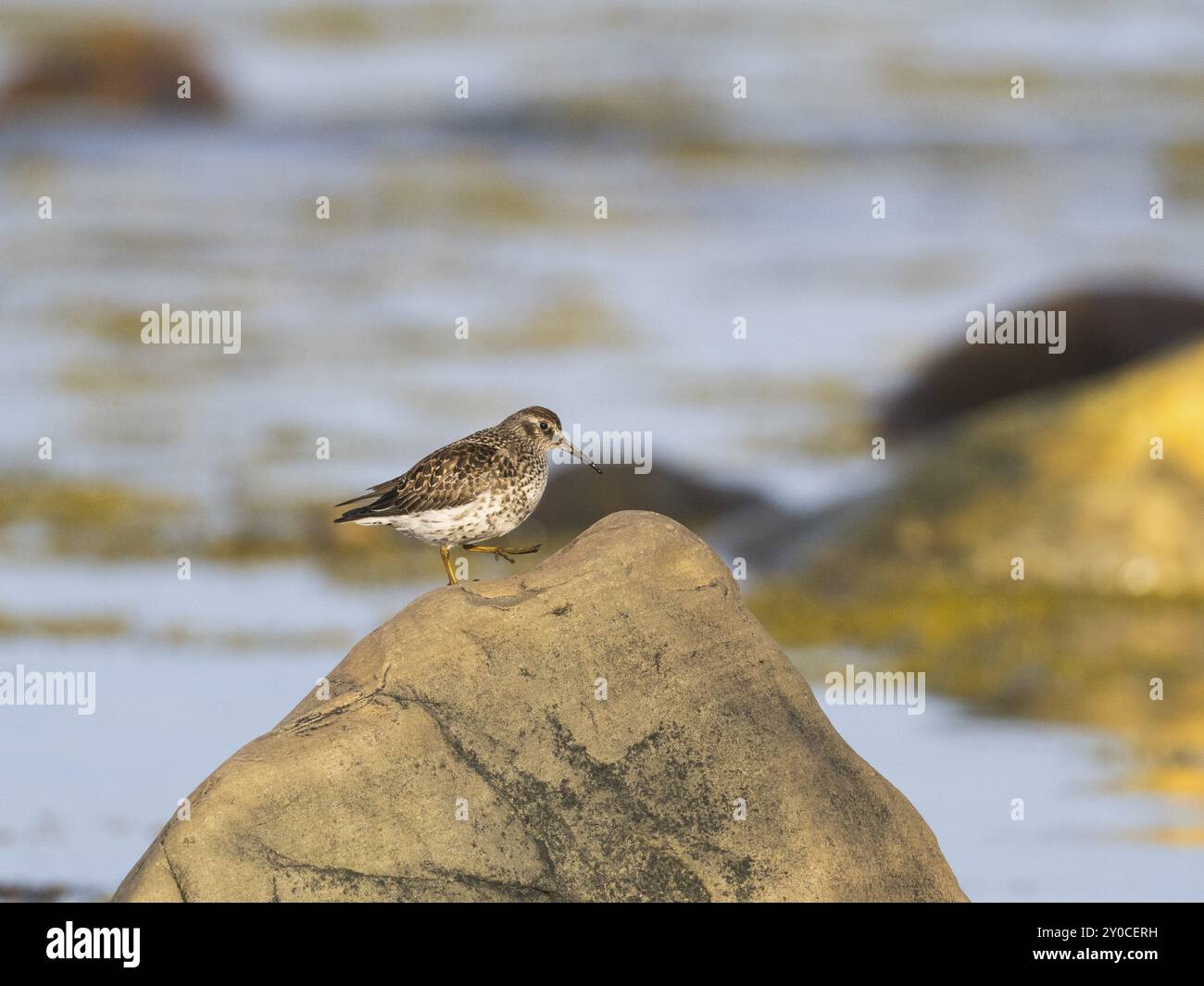 Lila Sandpiper (Calidris maritima), zu Fuß auf einem Felsen, entlang der Küste des Arktischen Ozeans bei Ebbe, Mai, Varanger Fjord, Norwegen, Euro Stockfoto