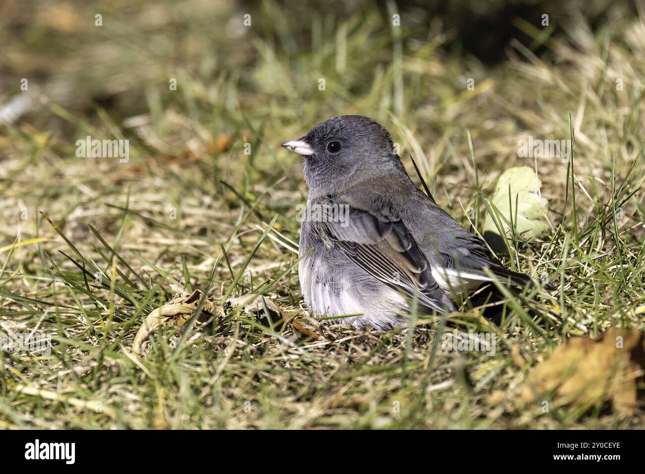 Der dunkeläugige Junco (Junco hyemalis), männlich auf der Wiese Stockfoto
