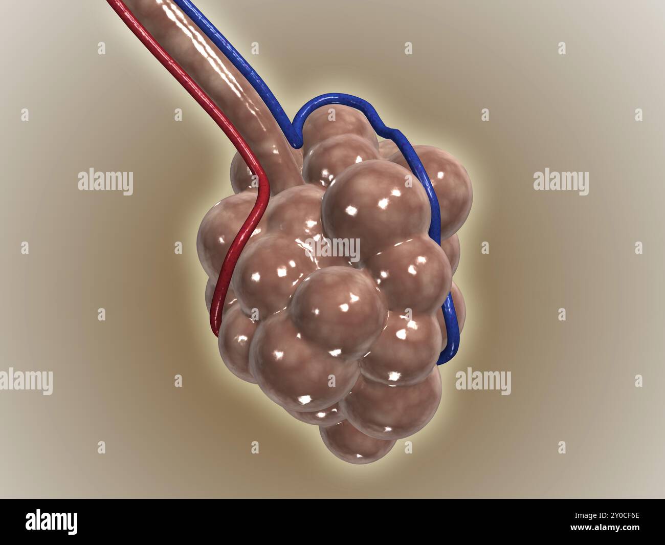 Die Alveolen sind die letzten Verzweigungen des Atembaums und fungieren als primäre Gasaustauscheinheiten der Lunge Stockfoto