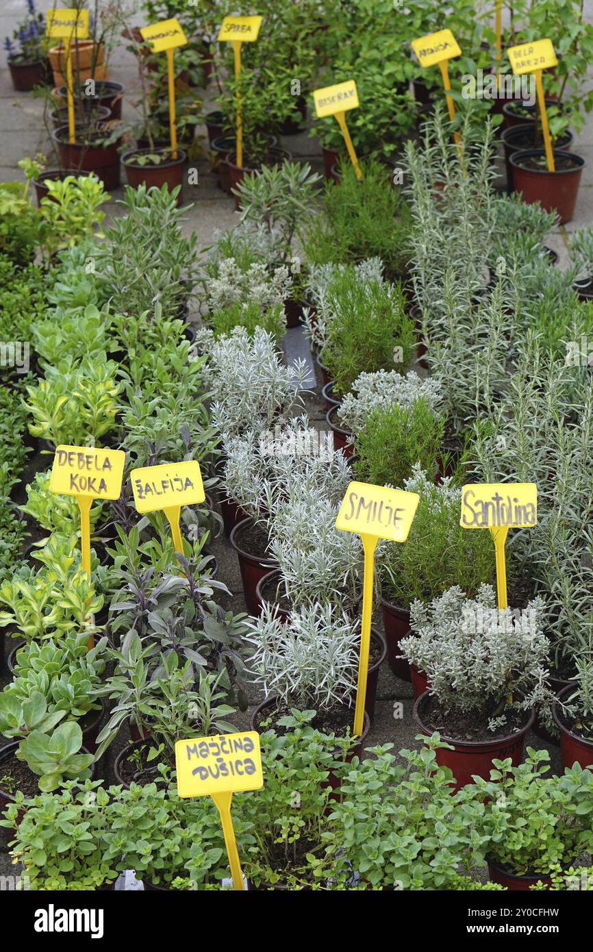 Frische Kräuter gesund essbare Pflanzen Stockfoto