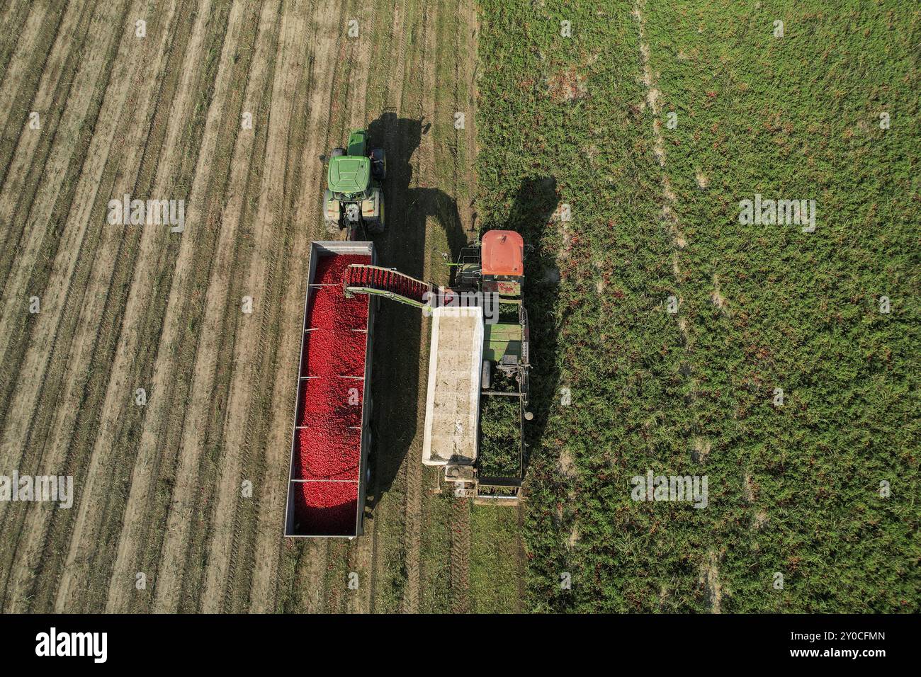 Draufsicht eines Traktors und eines vollen Anhängers, der mit roten Tomaten auf einem grünen Feld beladen wird Stockfoto