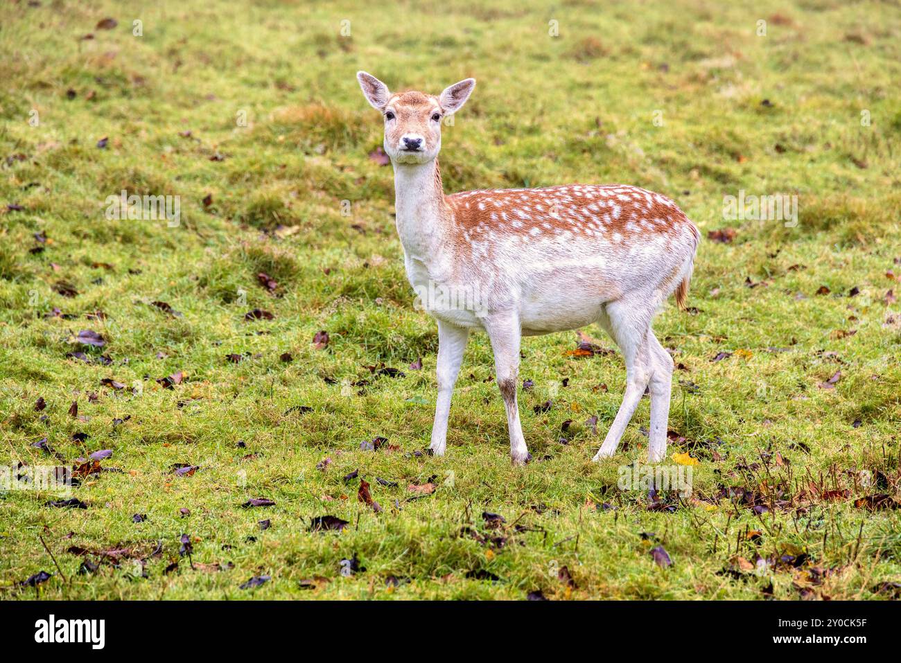 Damhirsche stehen und schauen auf einer Wiese Stockfoto