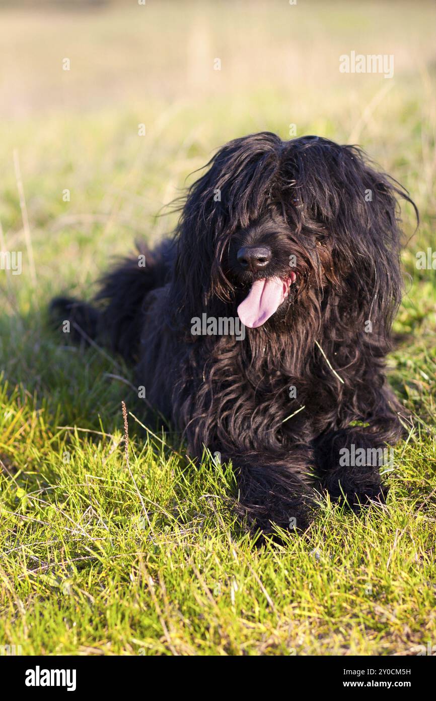 Berger de Brie, schwarzer Briard auf der Wiese Stockfoto