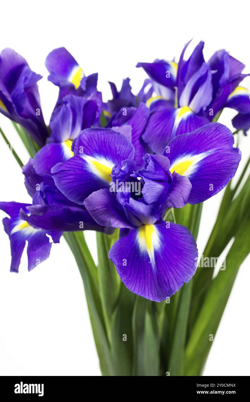 Iris (Iris) es auf weißem Hintergrund Stockfoto