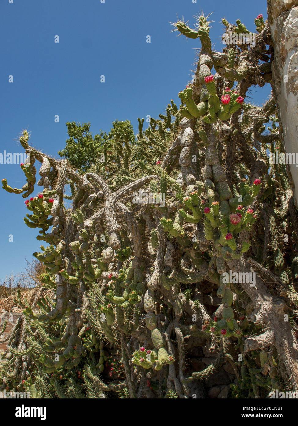 Großer Kakteen mit Rosenkaktblüten unter klarem blauem Himmel, ibiza, mittelmeer, spanien Stockfoto