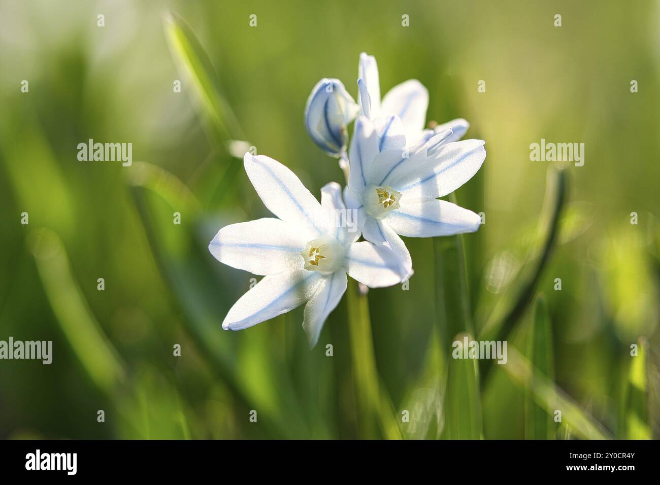 Gewöhnliche Sternhyazinthen sind frühe Blümlinge, die den Frühling einläuten. Sie blühen zu Ostern. Die Blume befindet sich im Park, Wald und Garten. Schön Stockfoto