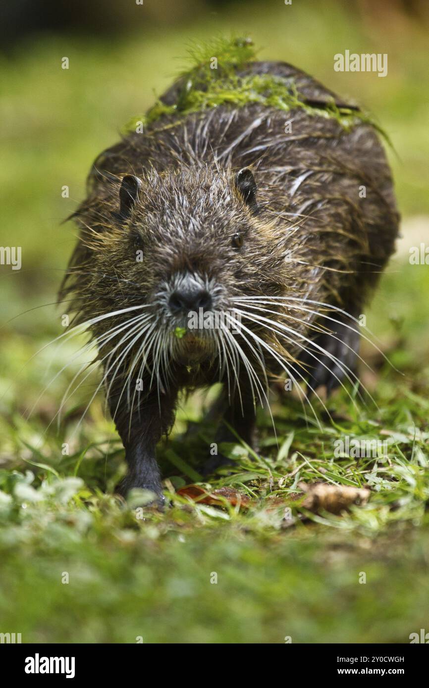 Nutria (Biber brummeln) Stockfoto