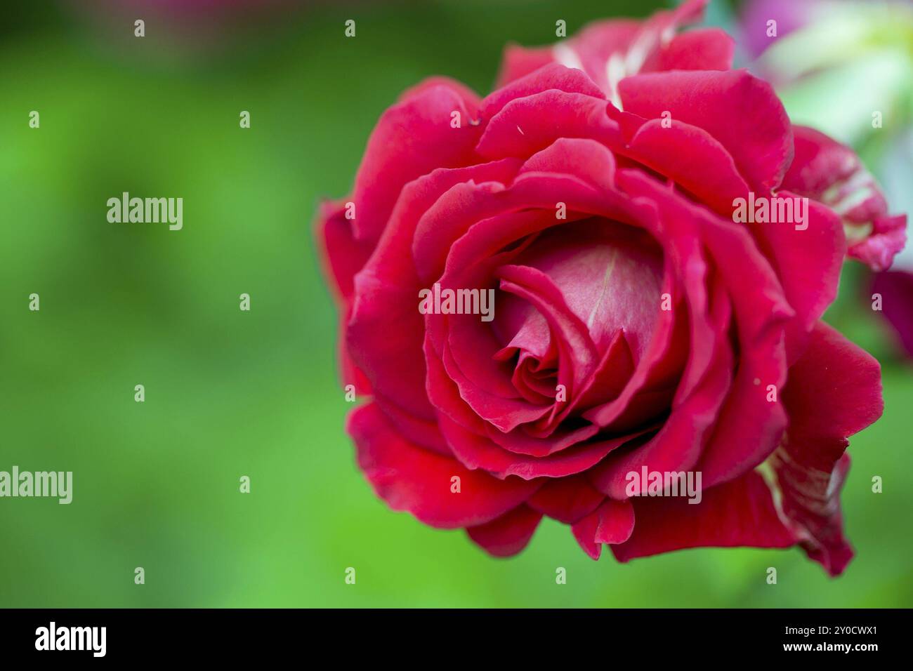 Intensive rote Rose Stockfoto