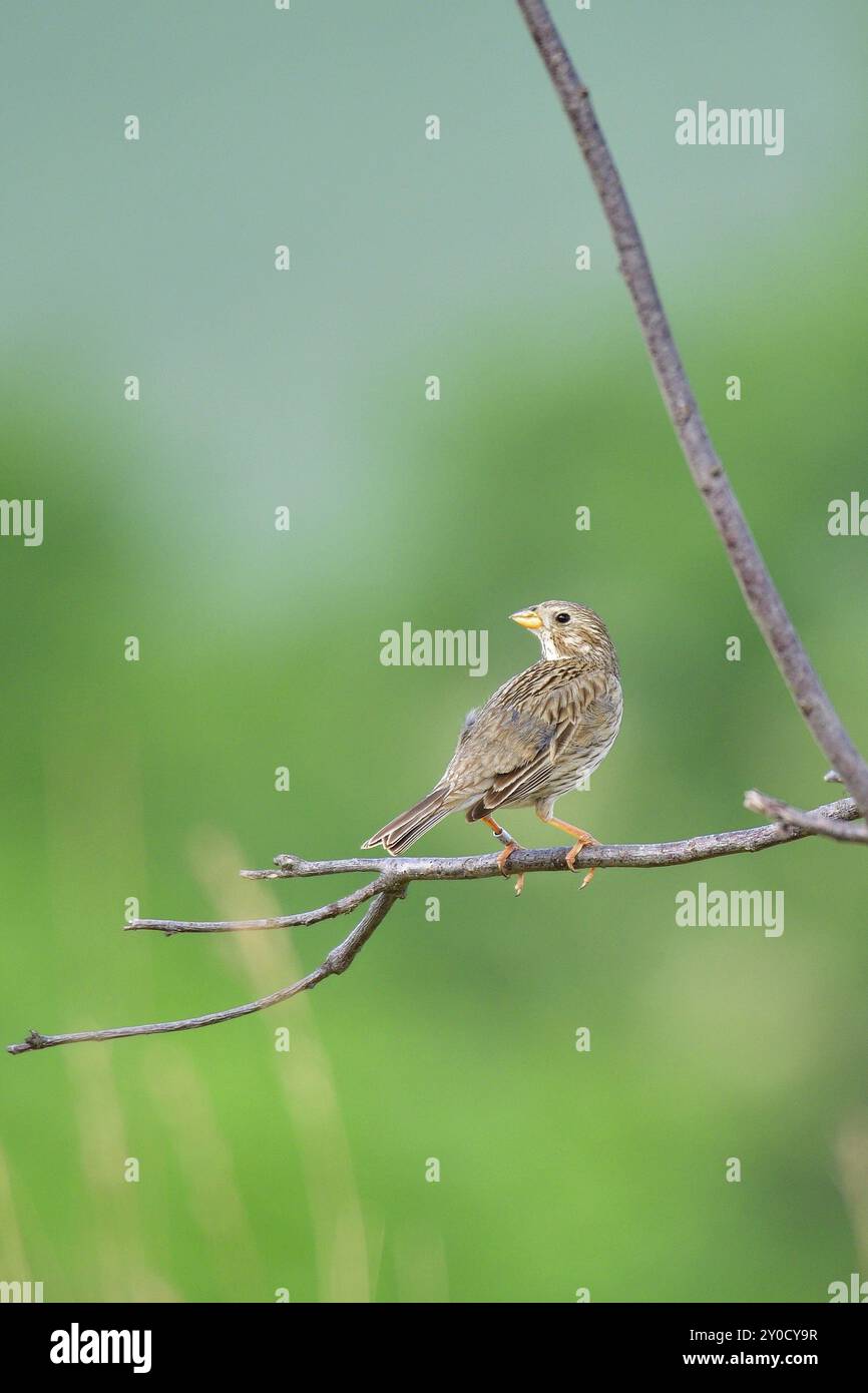 Maisfalz, männlich, singt auf einem Baum. Maisfaule auf einer Barsche Stockfoto