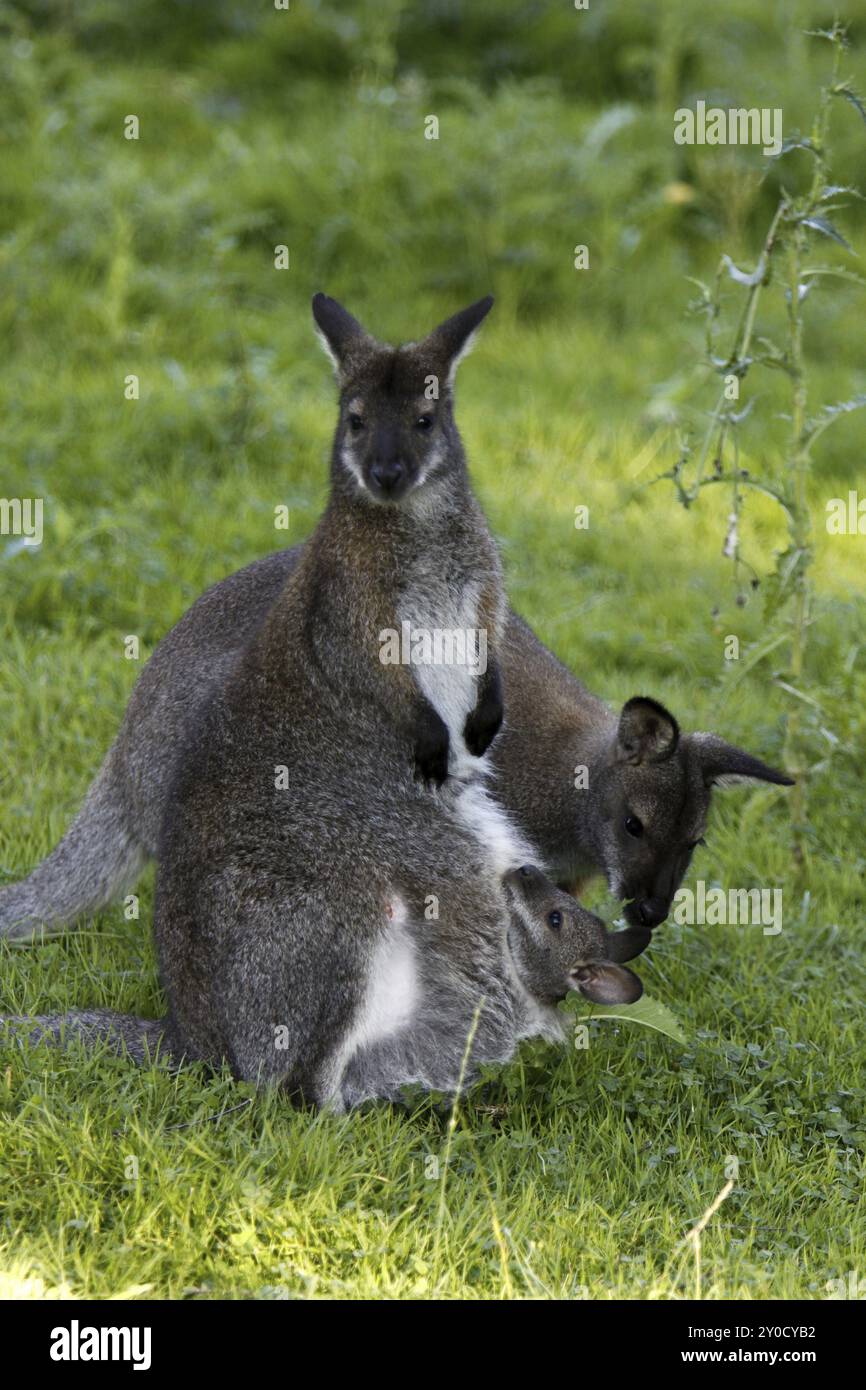 Bennett Känguru Familie Stockfoto