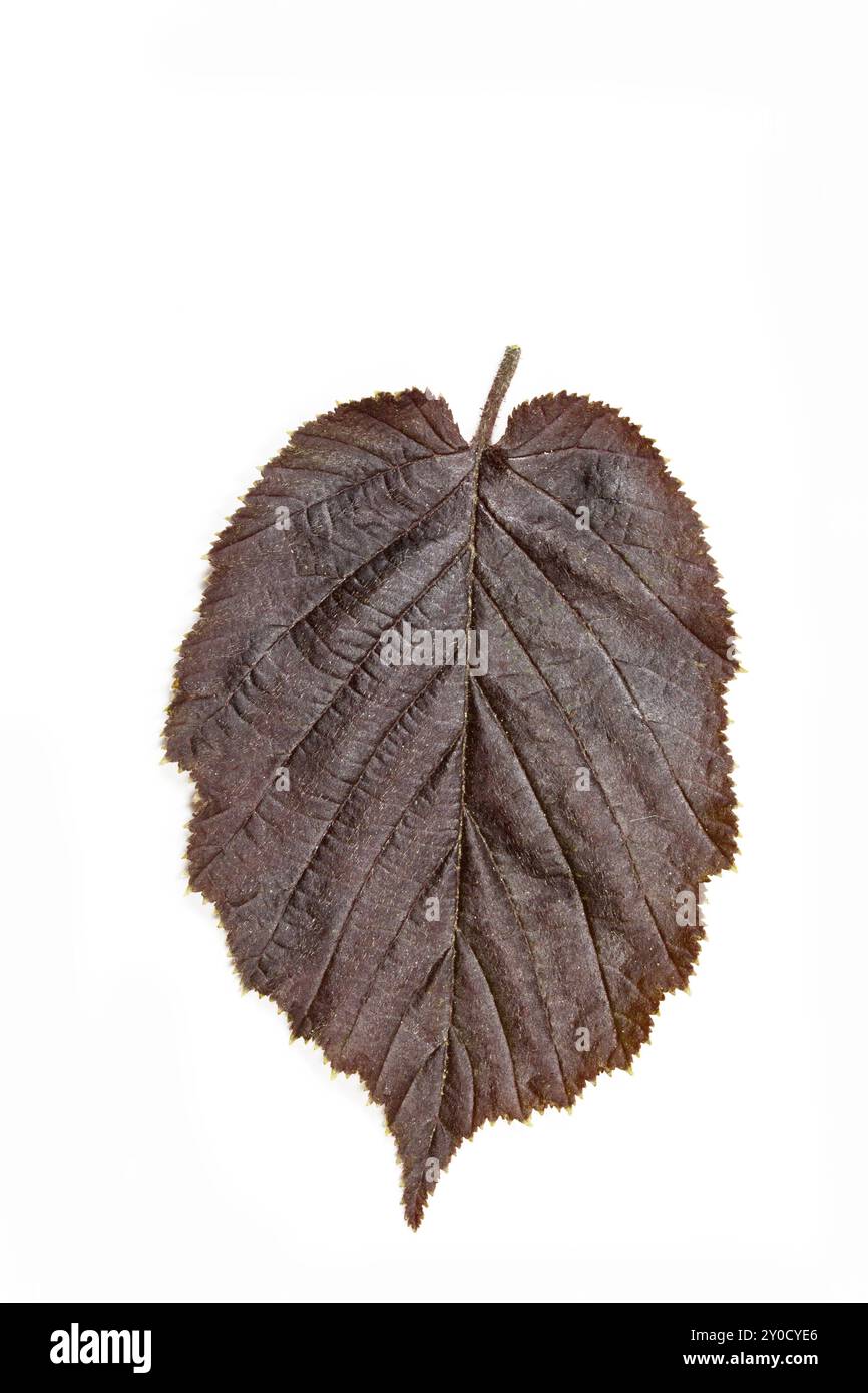 Ein einzelnes Blatt einer Wildhasel (Corylus maxima) Stockfoto