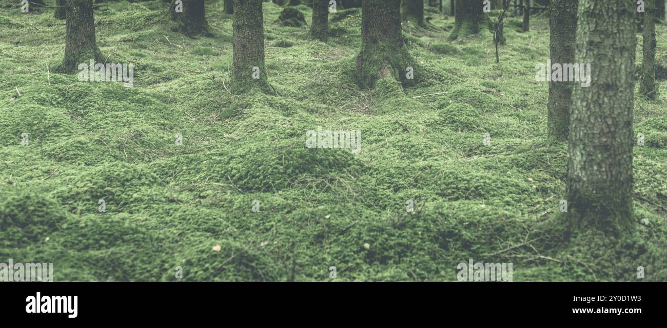 Bäume in Moos und das alles in einer grünen Farbton. 2015-03-11 Stockfoto