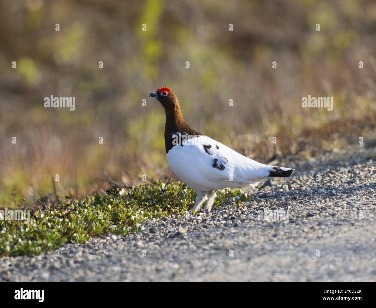 Weidenptarmigan (Lagopus lagopus) männlich, im Sommergefieder, am Straßenrand, Mai, Finnisch-Lappland Stockfoto