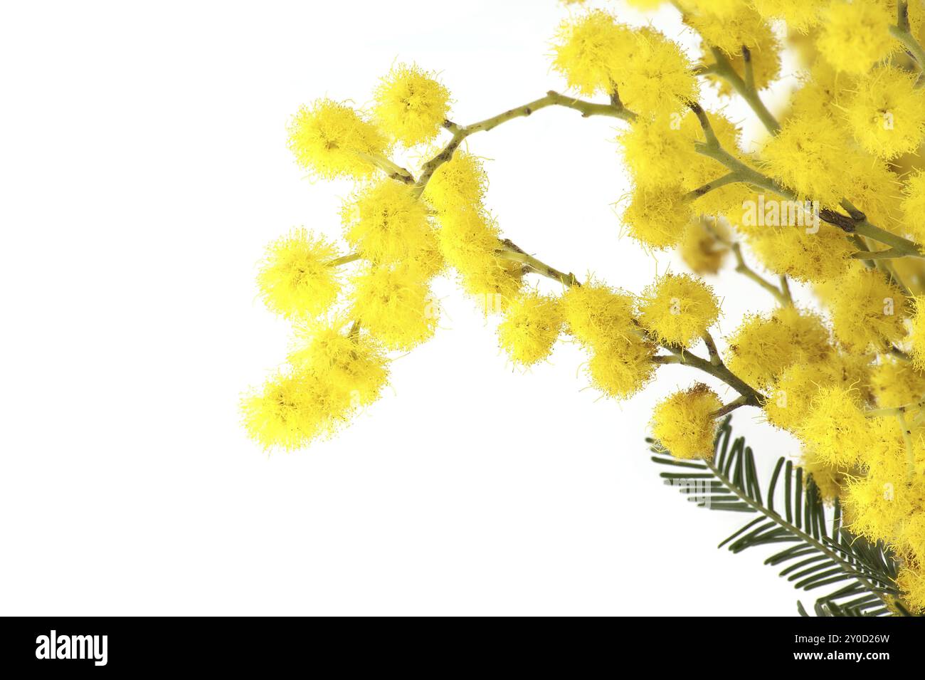 Mimosa-Blumenstrauß, gelbe flauschige Kugeln und Blätter in Nahaufnahme auf weißem Hintergrund. Akazie dealbata (Silberschlag) Stockfoto