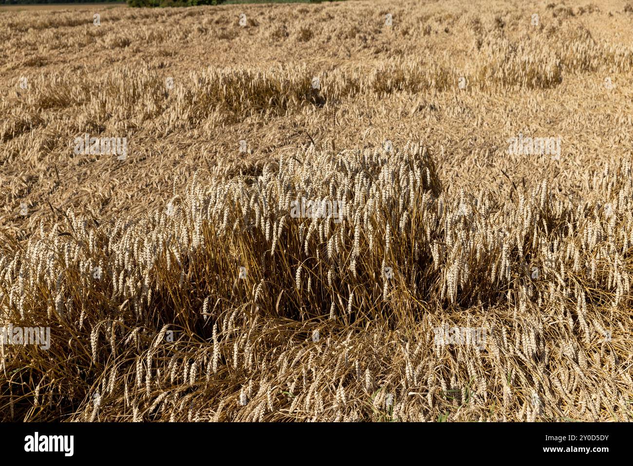 Ein Ackerfeld, auf dem reifer Weizen wächst, ein Feld mit goldenem, trockenem Weizen, das bereits reif ist Stockfoto