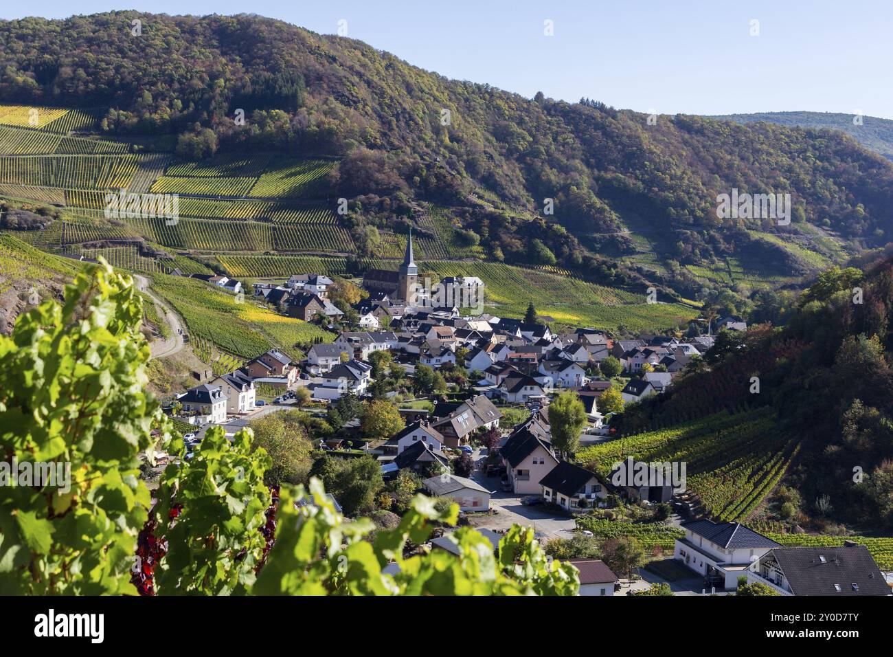 Wandern auf dem Rotweinweg im Ahrtal zwischen Altenahr und Ahrweiler in den Weinbergen an einem sonnigen Herbsttag Stockfoto