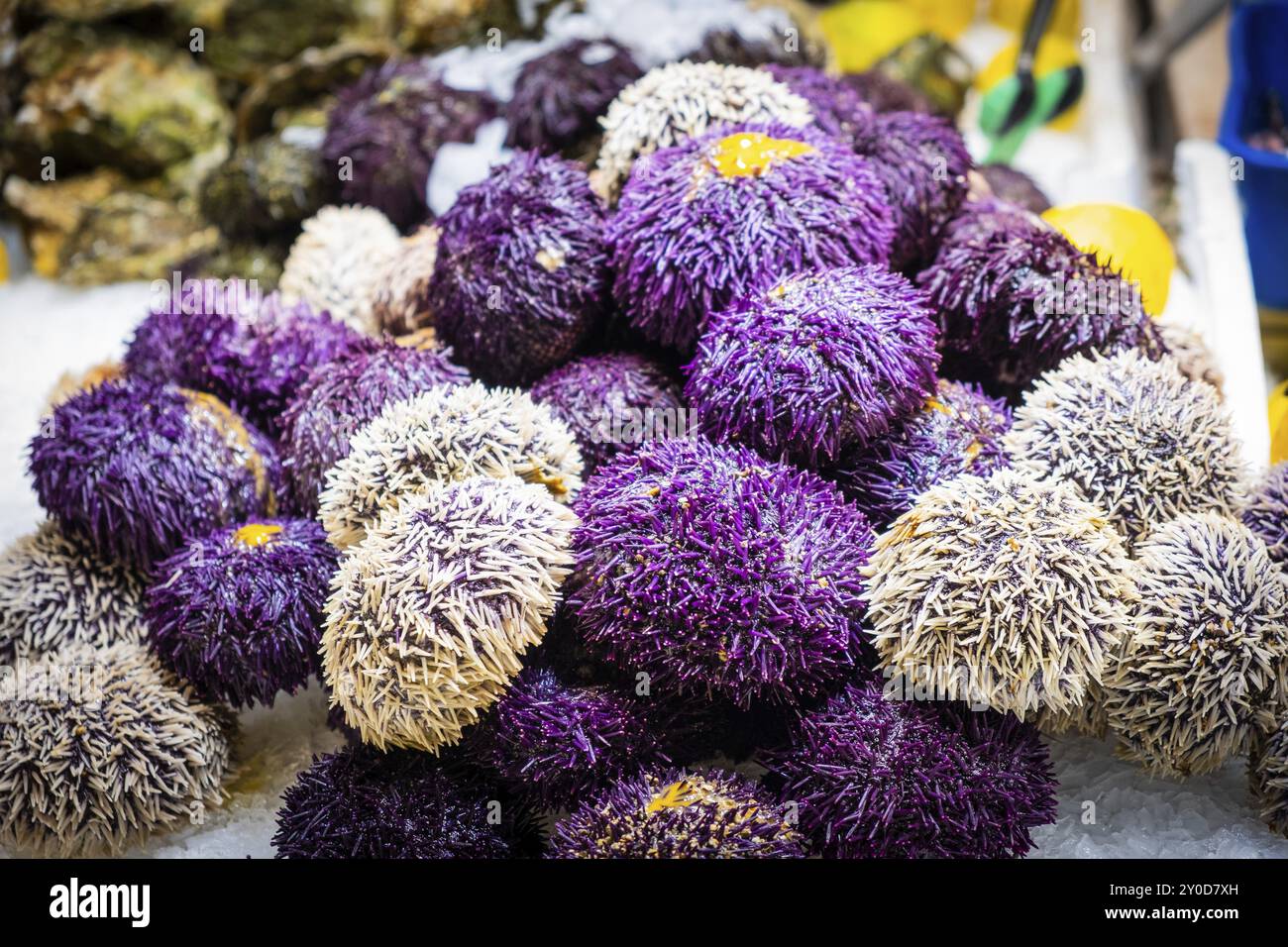 Mercat de la Boqueria, berühmter Markt auf den Ramblas in Barcelona, Spanien, Europa Stockfoto