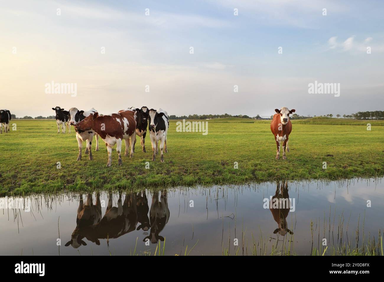 Wenige Kühe am Fluss im Sonnenuntergang, Holland Stockfoto