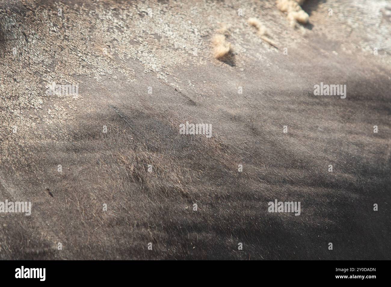Nahansicht des Tierfells mit Fell- und Texturdetails Stockfoto
