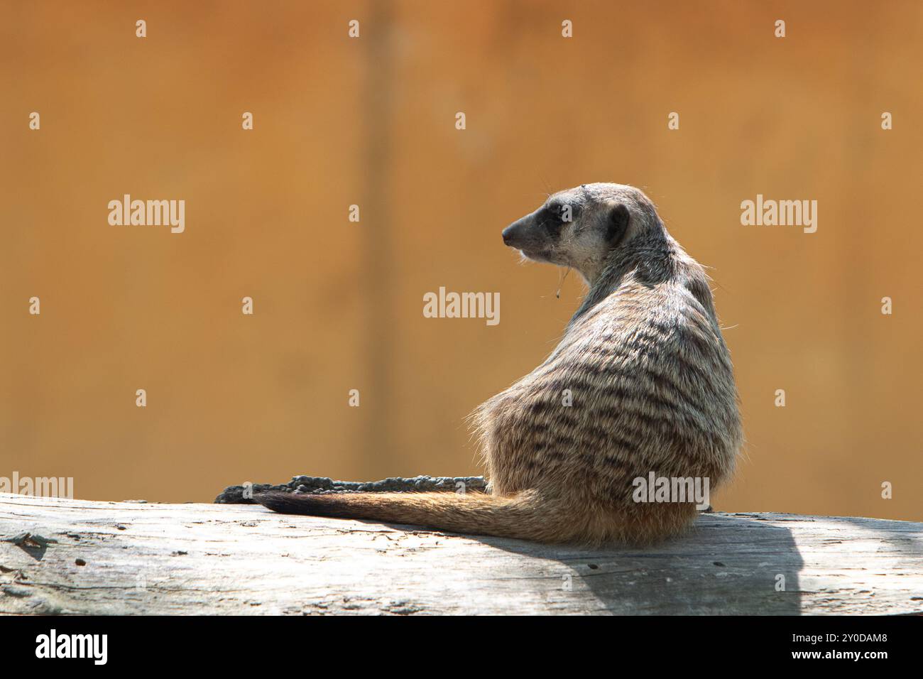 Erdmännchen sitzt auf einem Baumstamm und schaut nach rechts vom Rahmen Stockfoto