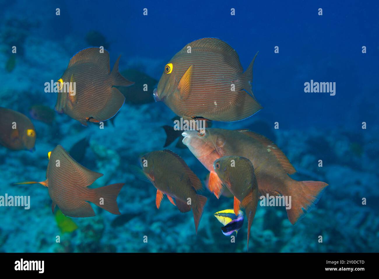 Chirurgenfische und Papageienfische sammeln sich an der Reinigungsstation, um von einem einheimischen hawaiianischen Putzrassen, Labroides phthirophagus, inspiziert zu werden, der sich dort befindet Stockfoto