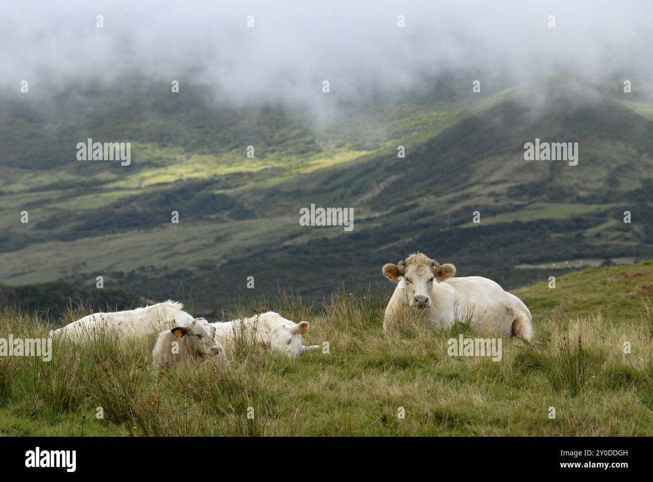 Kühe im Feld, Pico Island, Azoren, Portugal, Europa Stockfoto