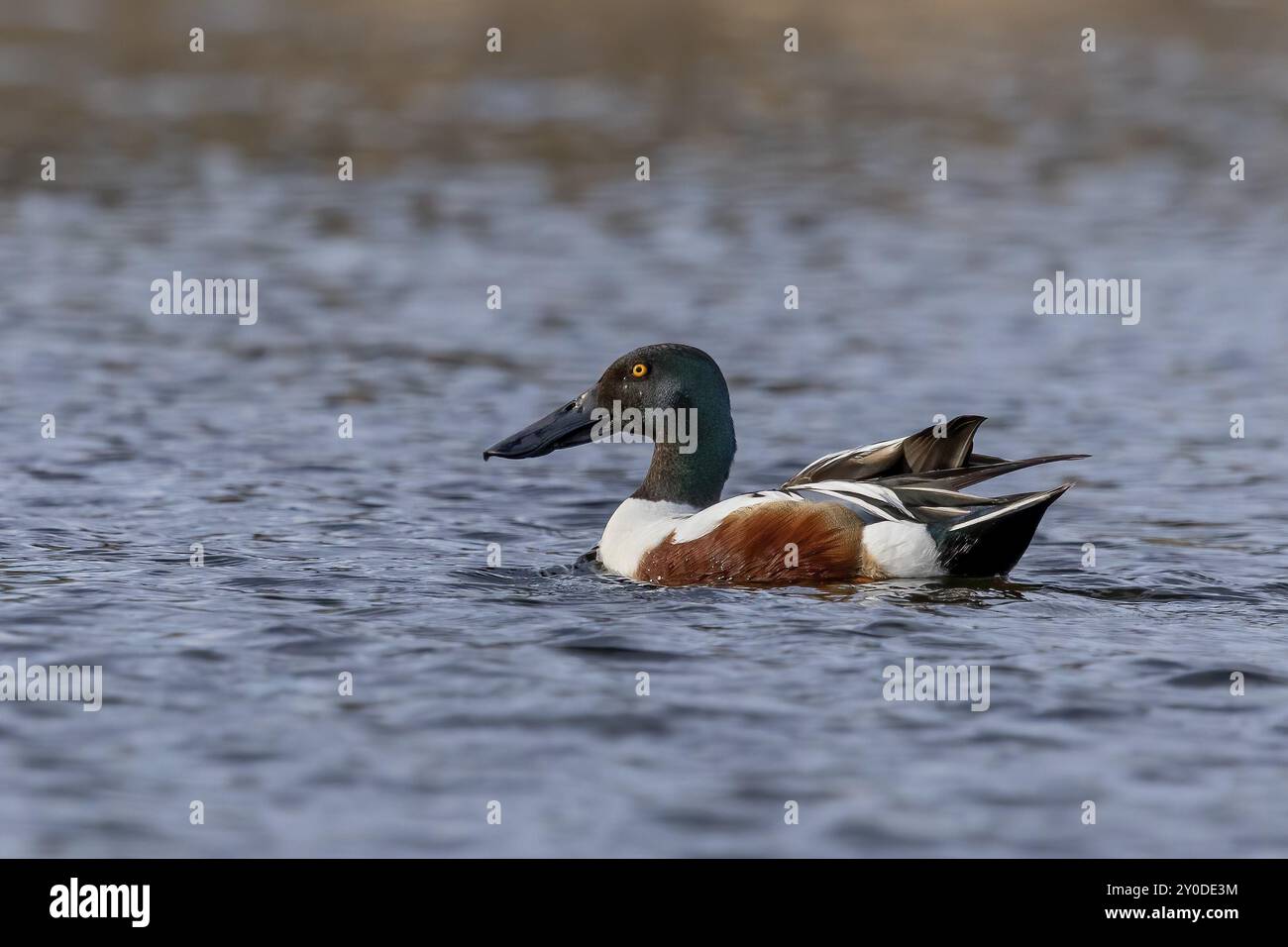 Männlicher Nordschaufel auf dem See. Ente mit hoch spezialisiertem Schaber zum Futter für wirbellose Wassertiere Stockfoto