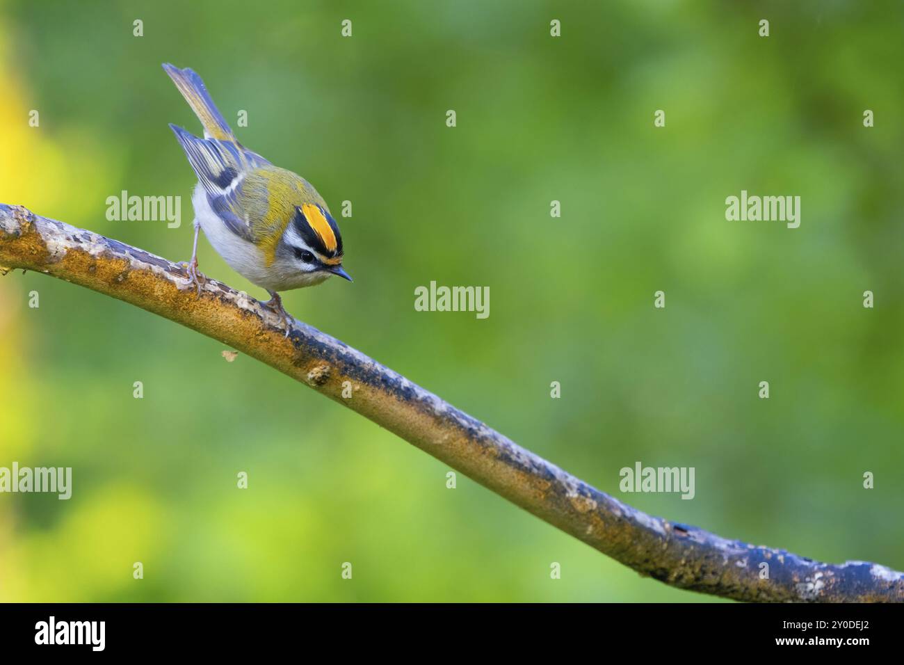 Goldcrest, Regulus Ignicapillus, Lude, Berggebiet, Lude, Steiermark, Slowenien, Europa Stockfoto