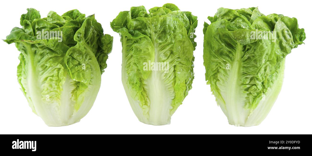 Drei Salate, isoliert auf weißem oder transparentem Hintergrund, die ihre Frische und leuchtende Farbe hervorheben Stockfoto