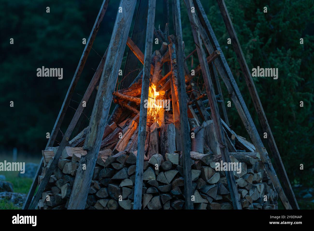 Tier, entzückend, Landwirtschaft, Apfel, Archipel, Herbst, Biosphärenreservat, schwarz, braun, Nahaufnahme, Nahaufnahme, Küstenwiesen, Land, Inland, Stockfoto